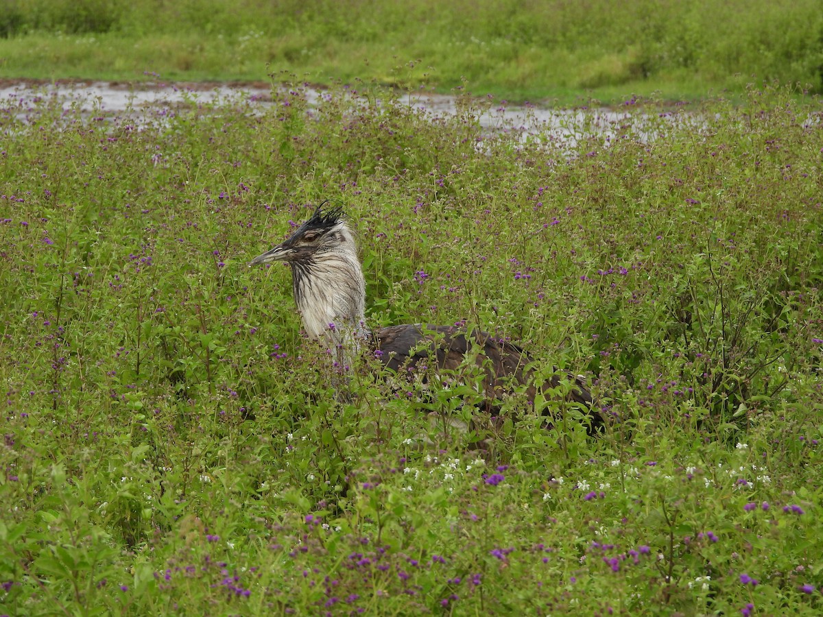 Kori Bustard - Lynn Scarlett