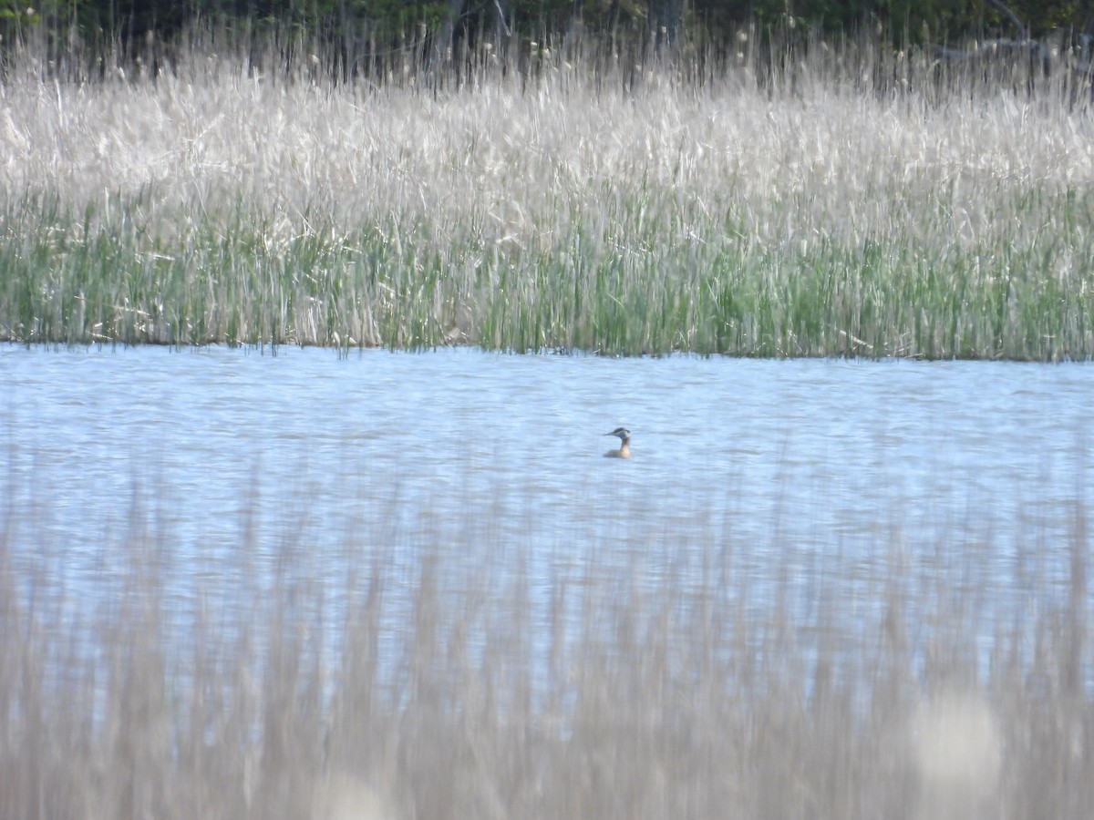 Red-necked Grebe - Dana Sterner