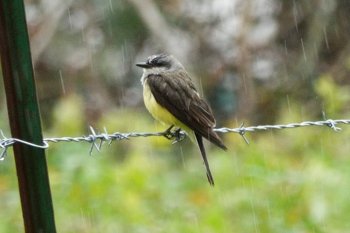 Western Kingbird - Carl Haynie