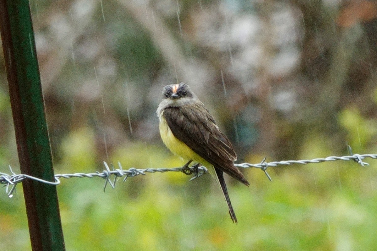 Western Kingbird - Carl Haynie