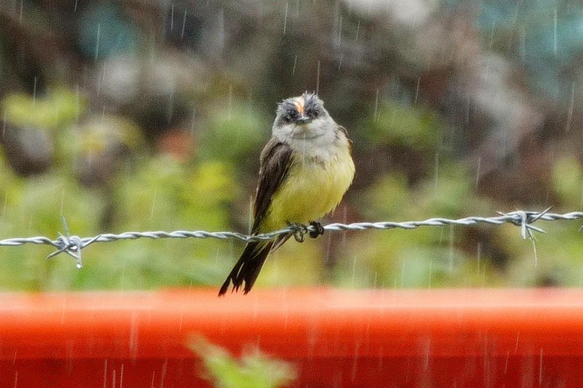 Western Kingbird - Carl Haynie