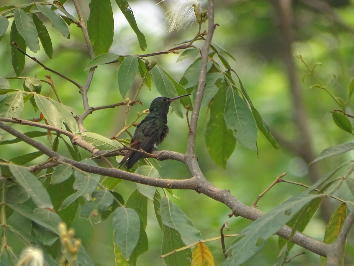 Rufous-tailed Hummingbird - Salvador Bautista