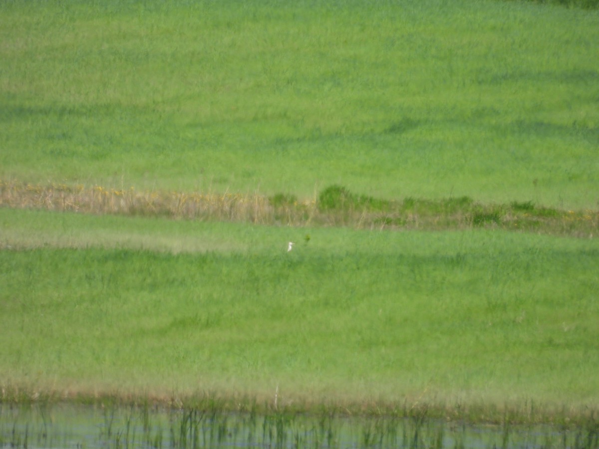 Western Cattle Egret - Dana Sterner