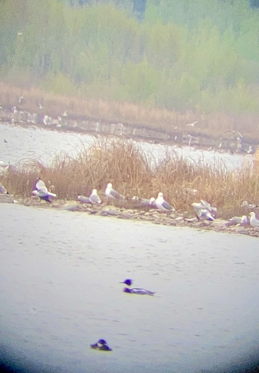 Red-breasted Merganser - ML619413833