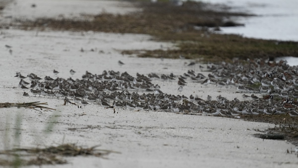 Sanderling - Sunil Thirkannad