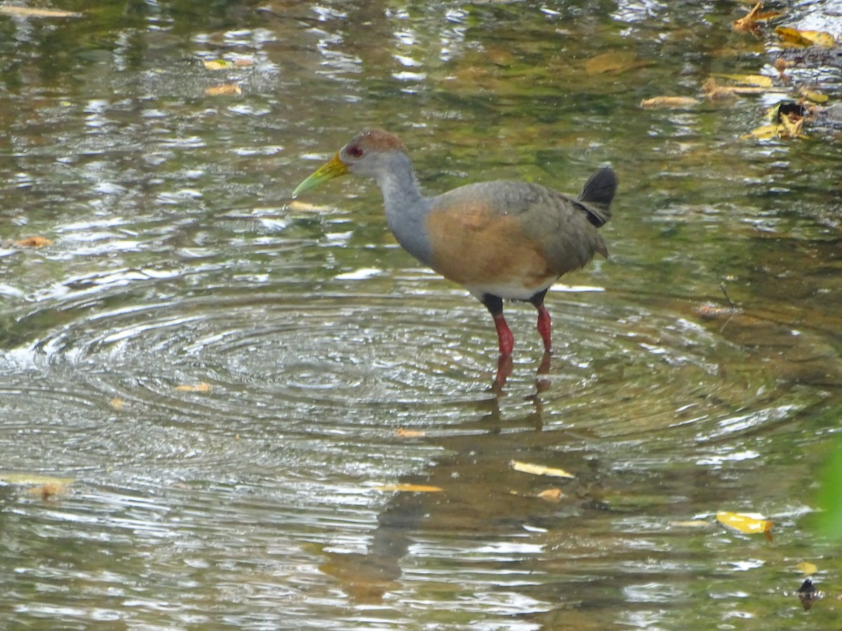 Russet-naped Wood-Rail - Salvador Bautista