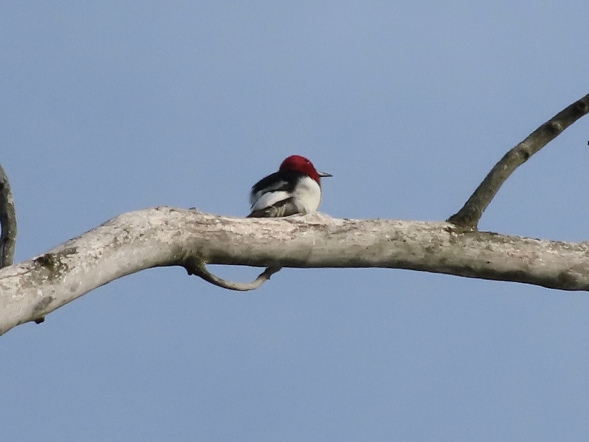 Red-headed Woodpecker - Sherry Russak