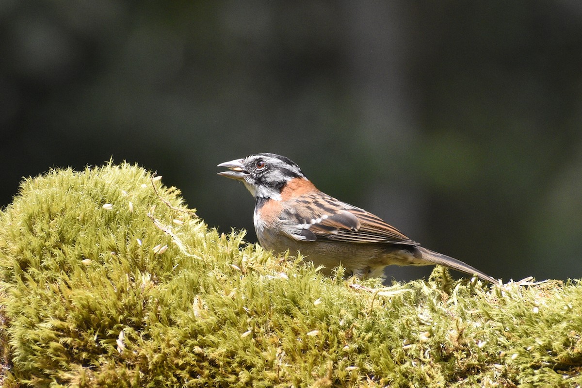Rufous-collared Sparrow - Eli Anderson
