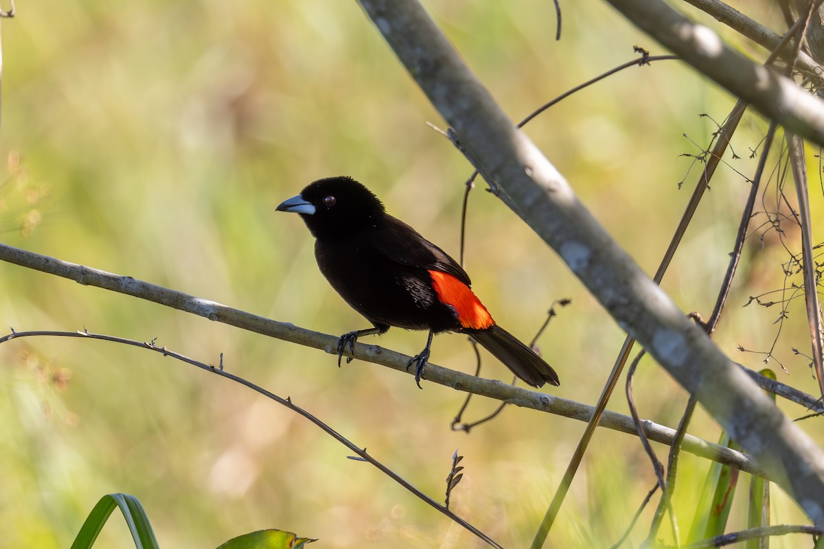 Scarlet-rumped Tanager - ML619413864