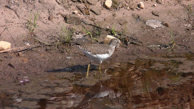 Solitary Sandpiper - ML619413874