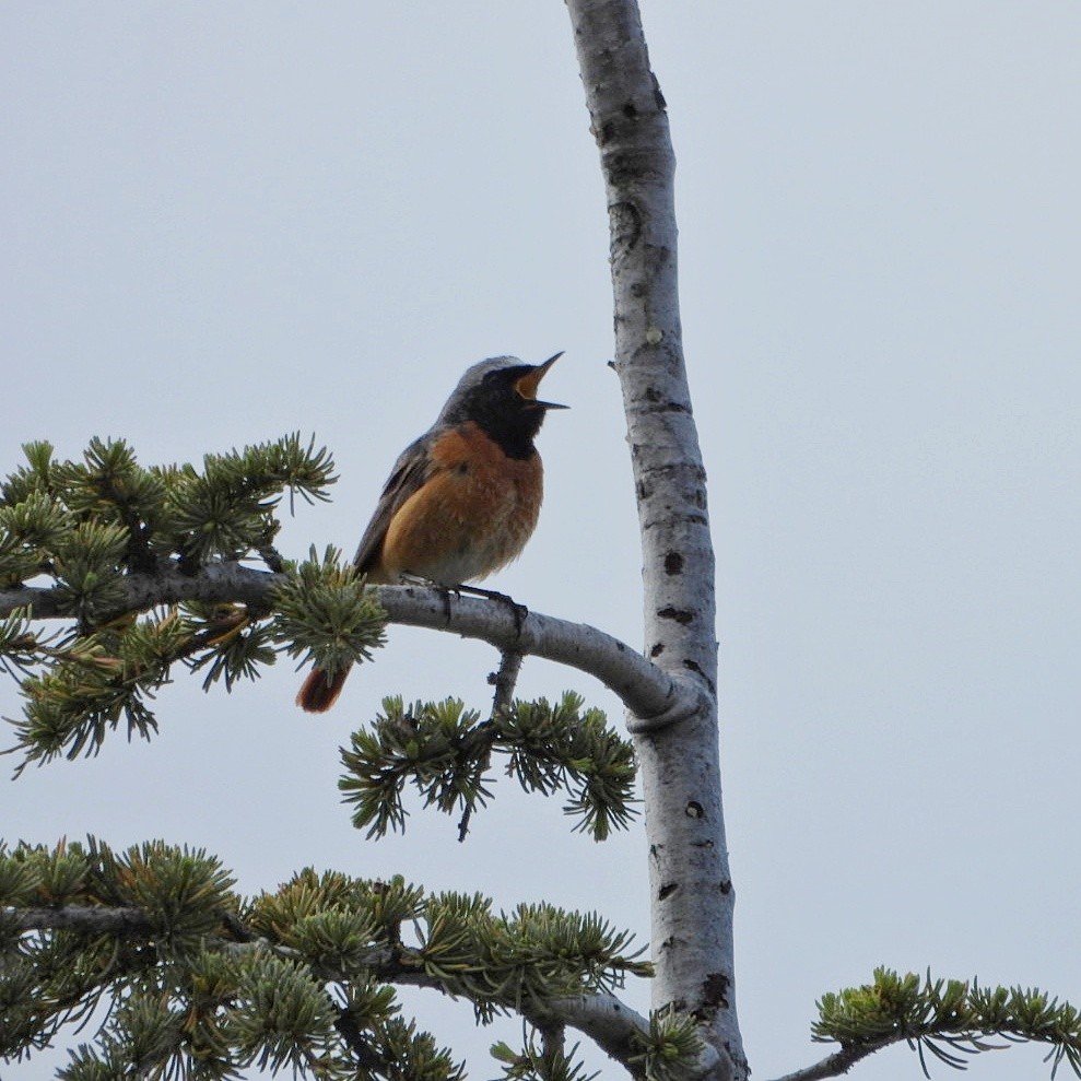 Common Redstart - Antonio Villegas Santaella