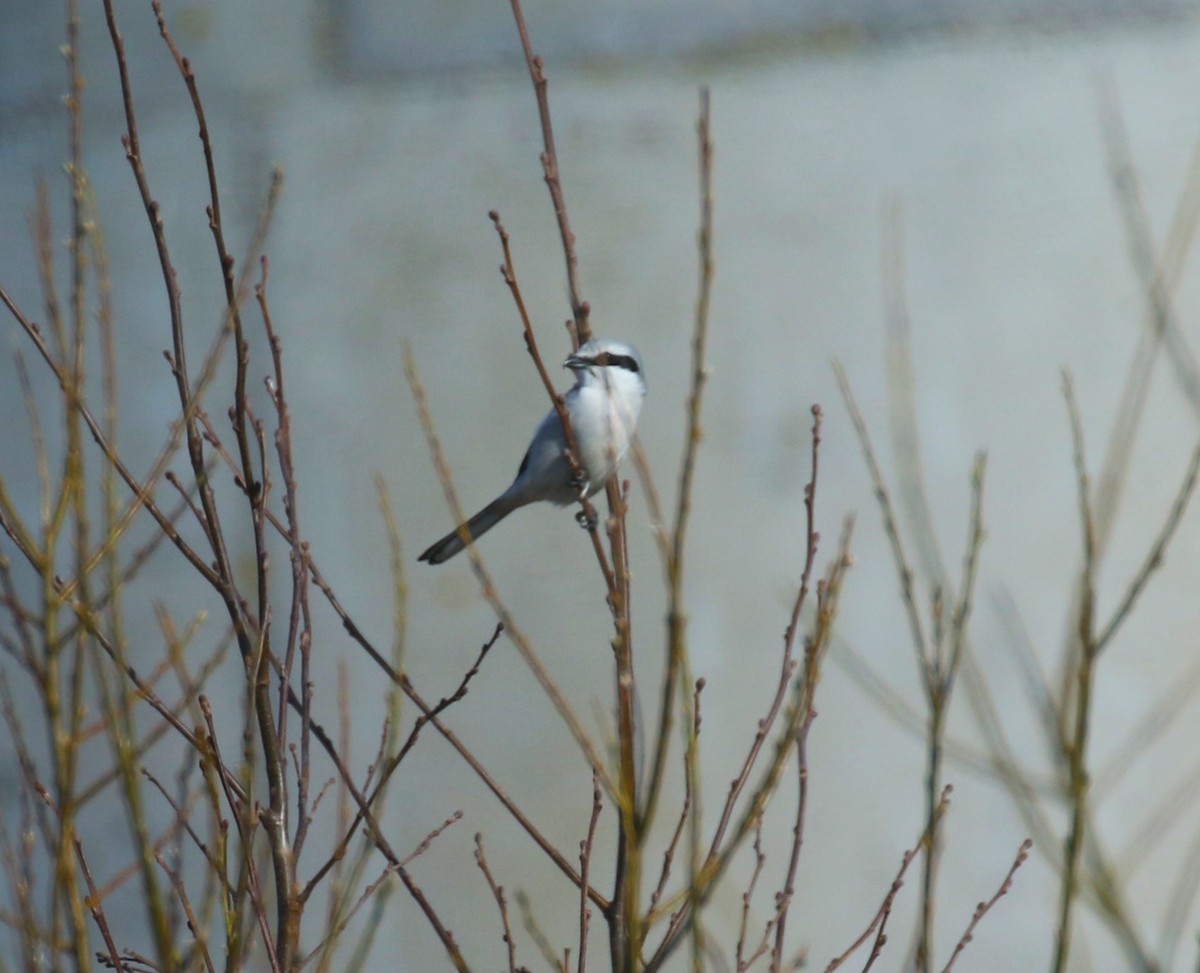 Great Gray Shrike - sean clancy