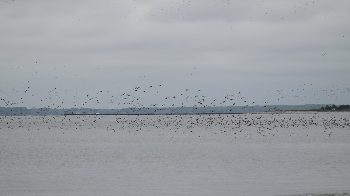 Red Knot - Sunil Thirkannad