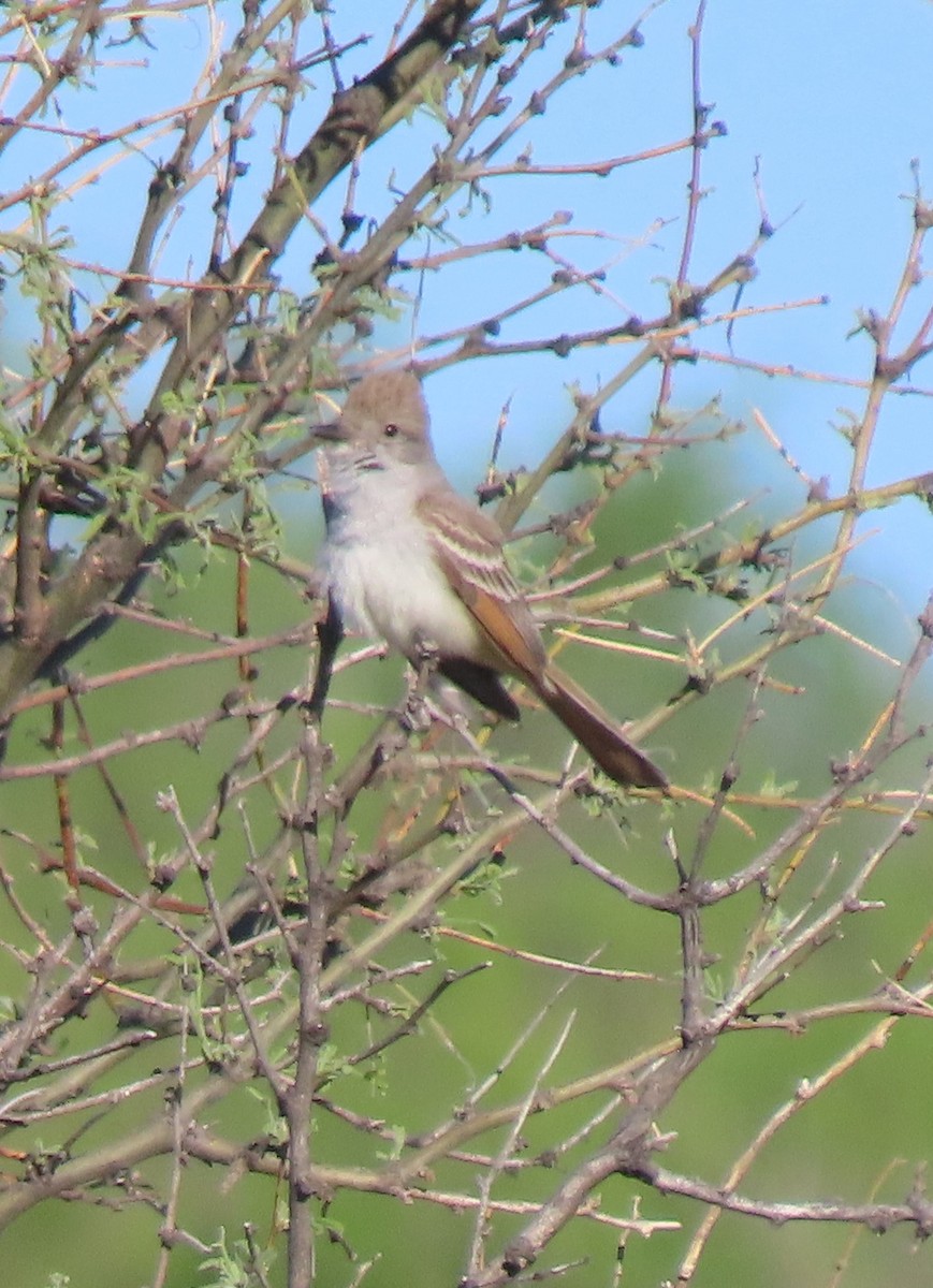 Western Wood-Pewee - Elaine Wagner