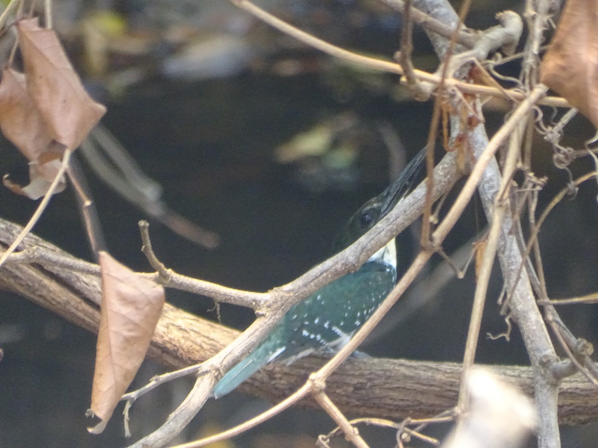 Green Kingfisher - Salvador Bautista