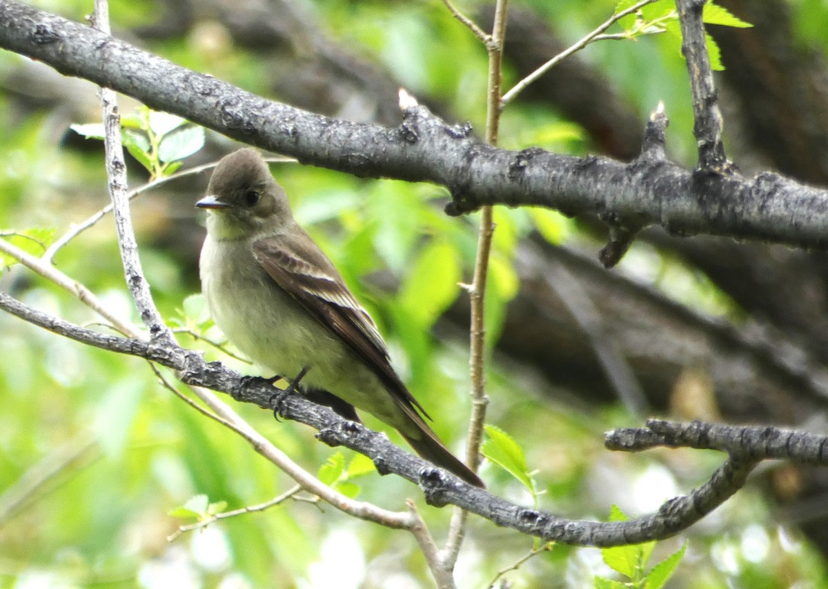 Western Wood-Pewee - Lynda Ryan