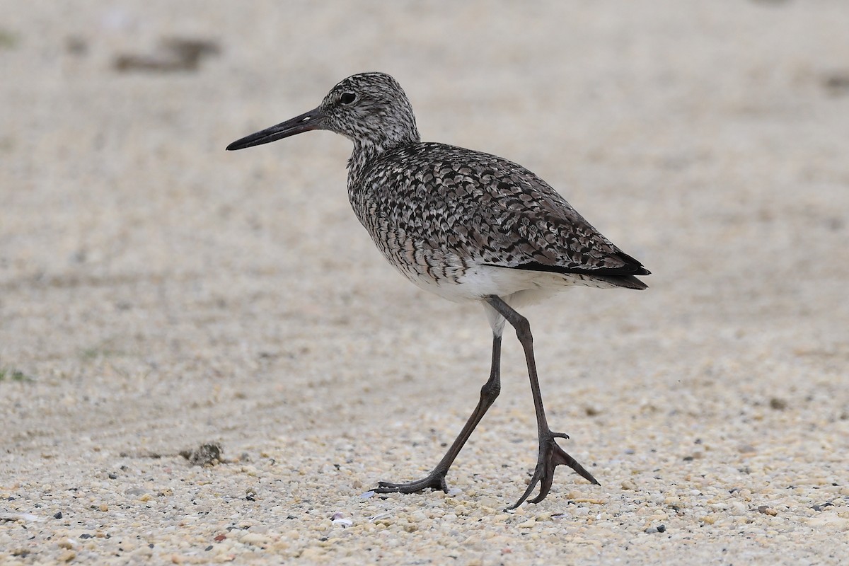 Willet - Darcy Pinotti