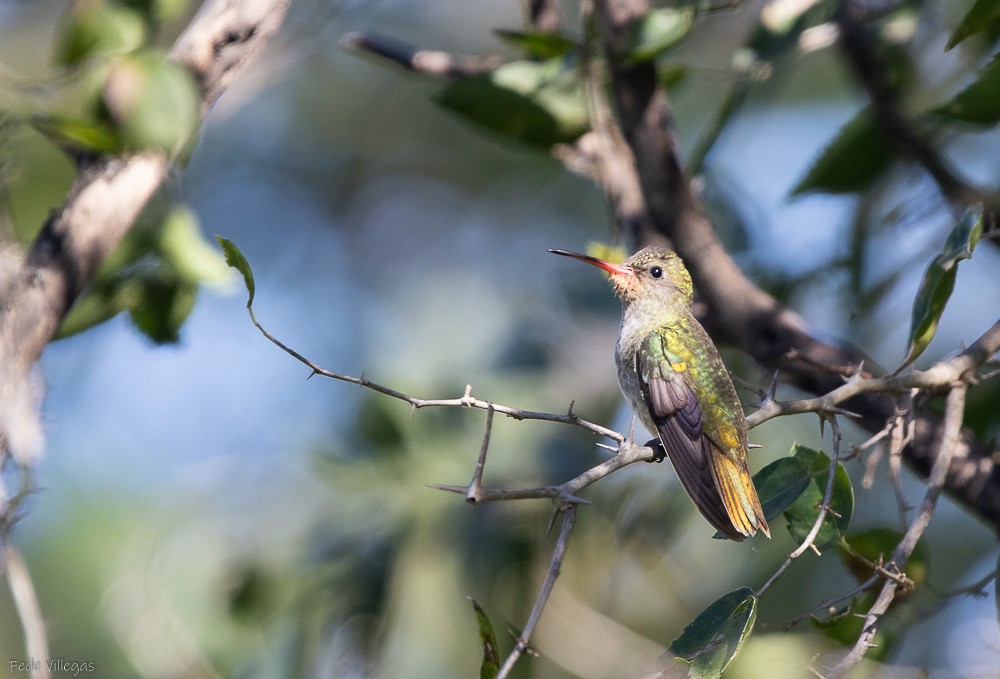 Gilded Hummingbird - Federico Villegas