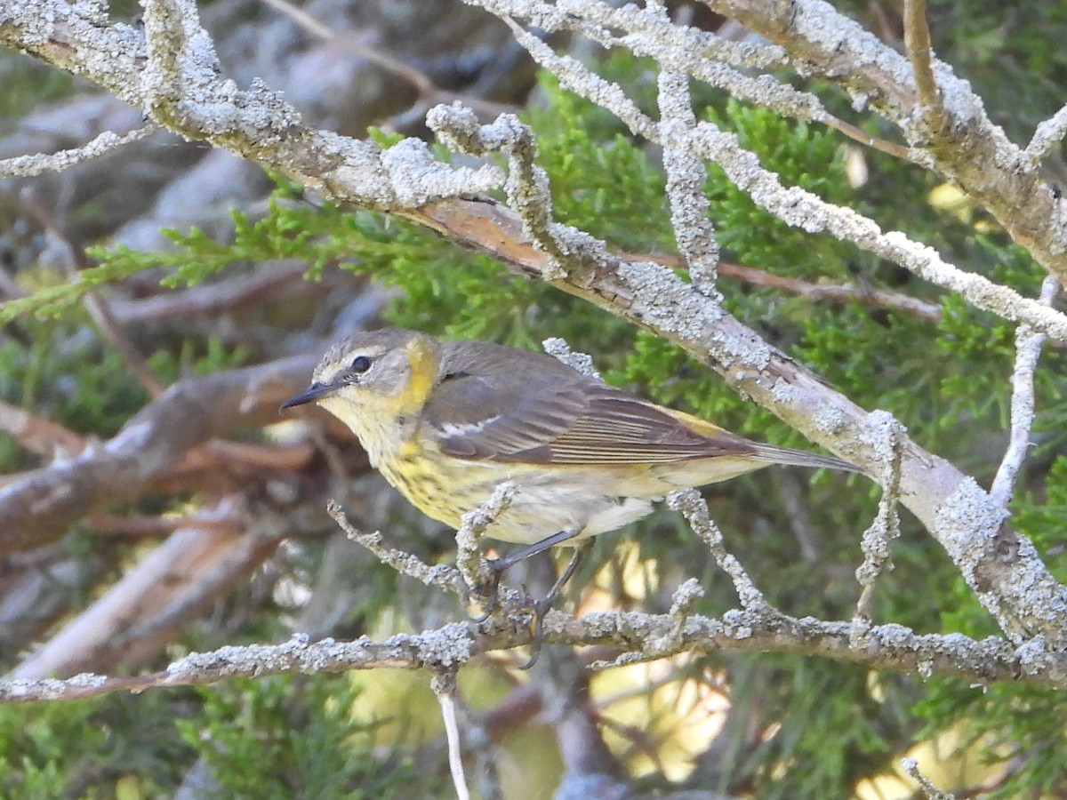 Cape May Warbler - valerie pelchat