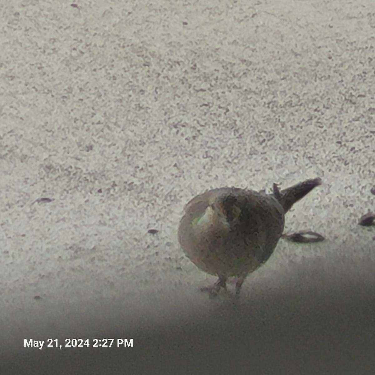 Mourning Dove - Anonymous