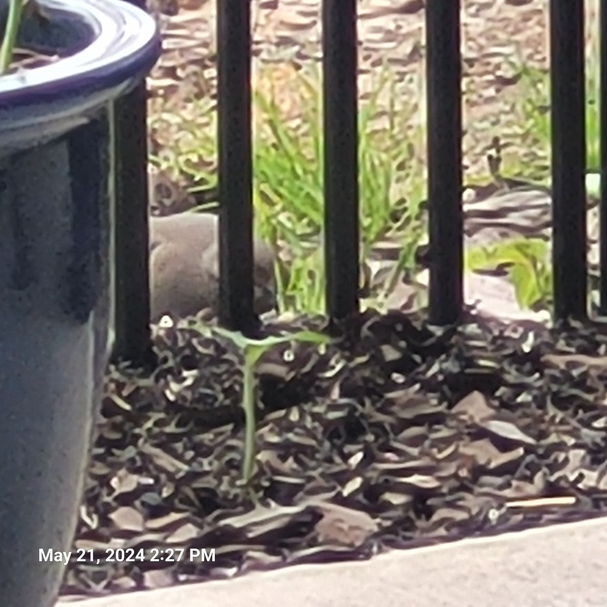 Mourning Dove - Anonymous