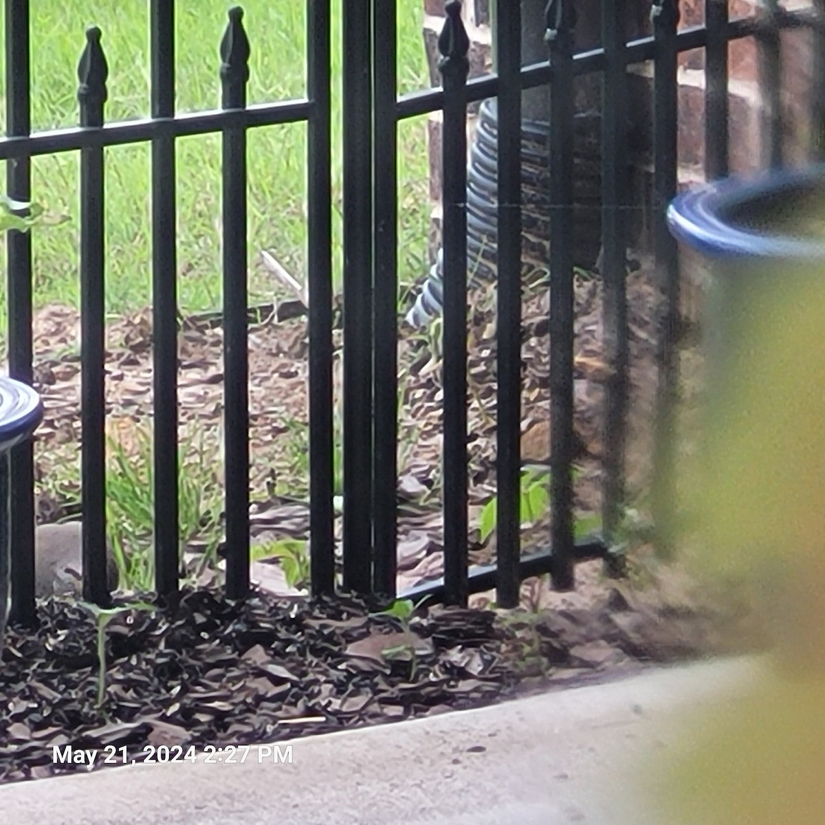 Mourning Dove - Anonymous