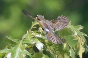 Yellow-breasted Chat - ML619413924