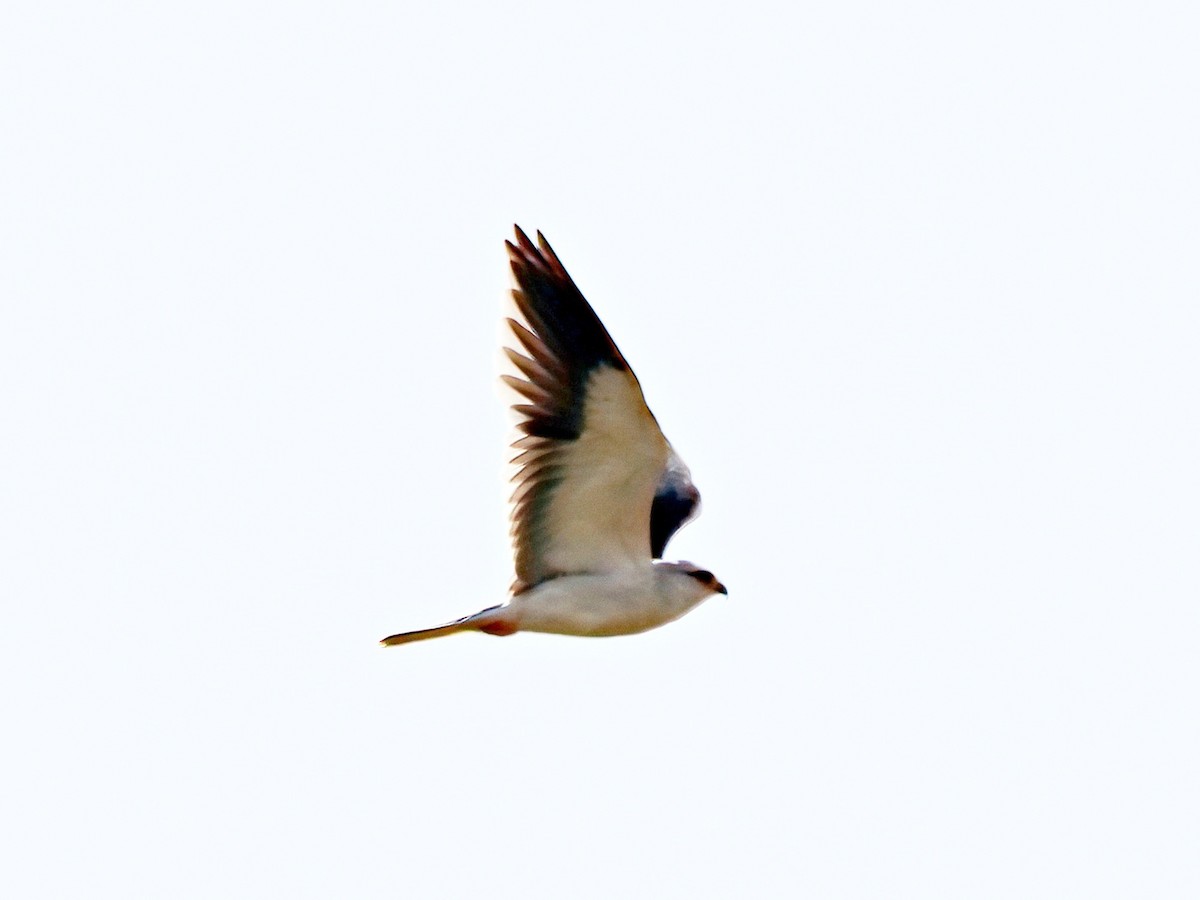Black-winged Kite - Andrew Pryce