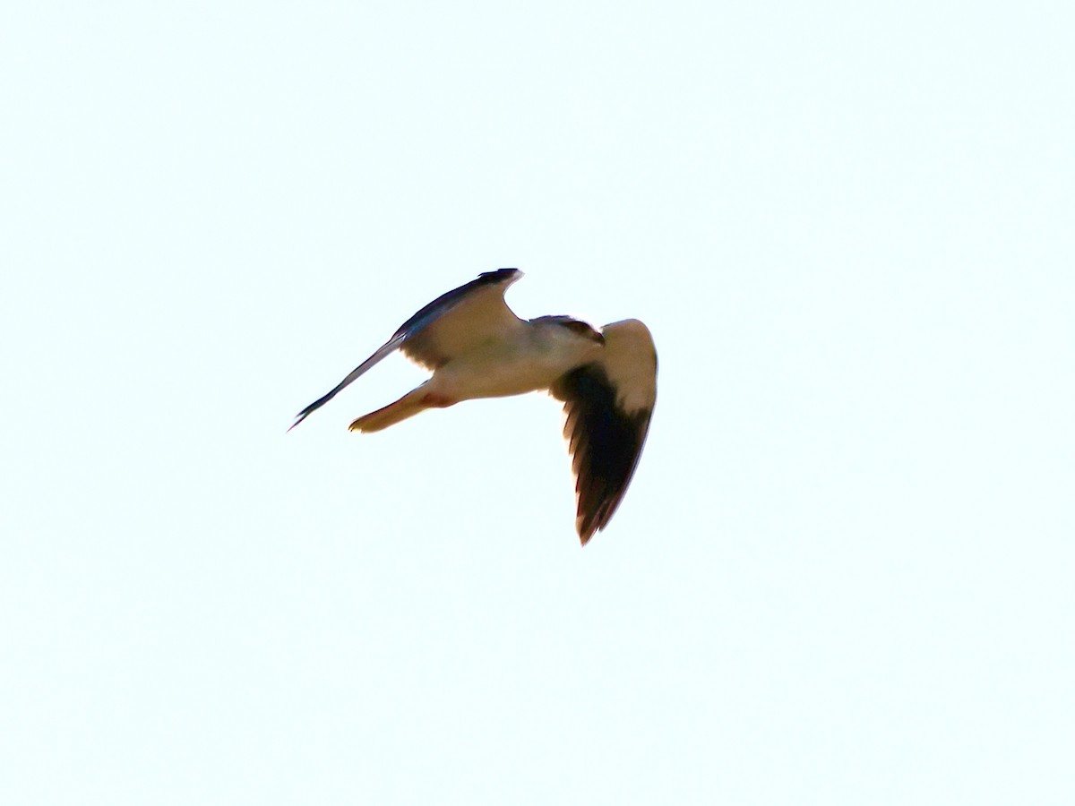 Black-winged Kite - Andrew Pryce