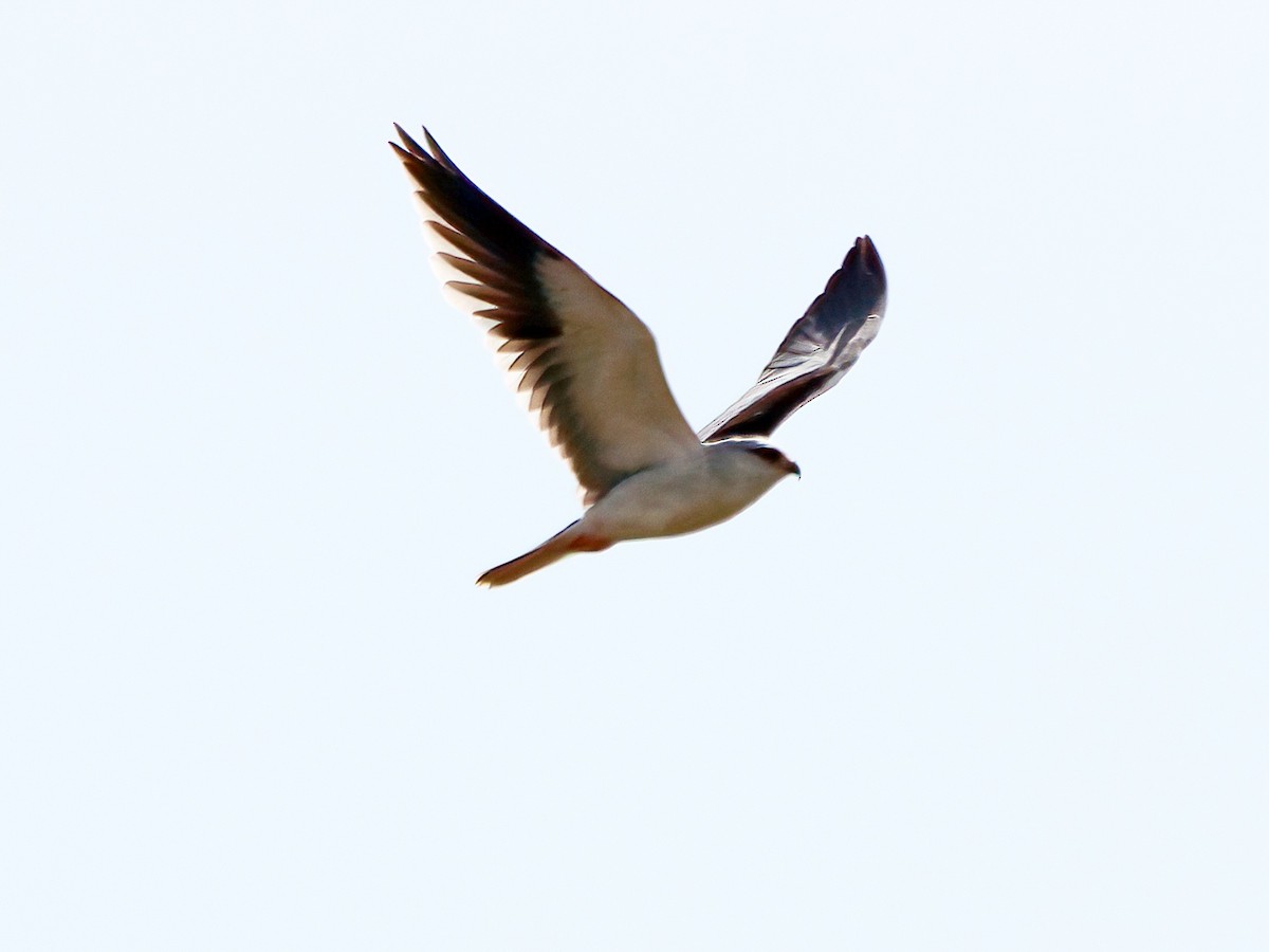 Black-winged Kite - Andrew Pryce