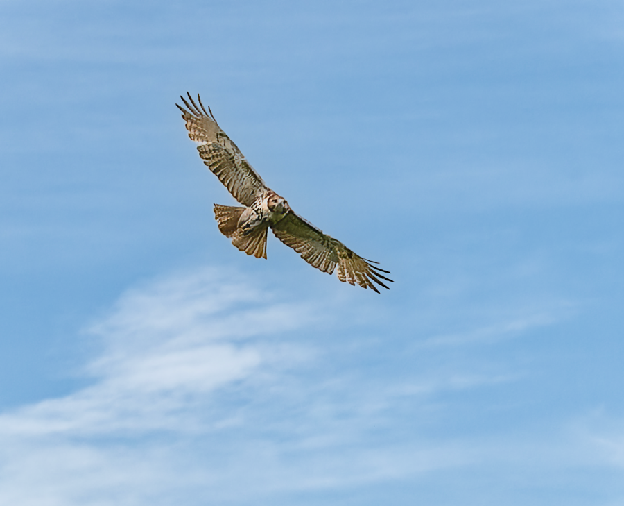 Red-tailed Hawk - ML619413934