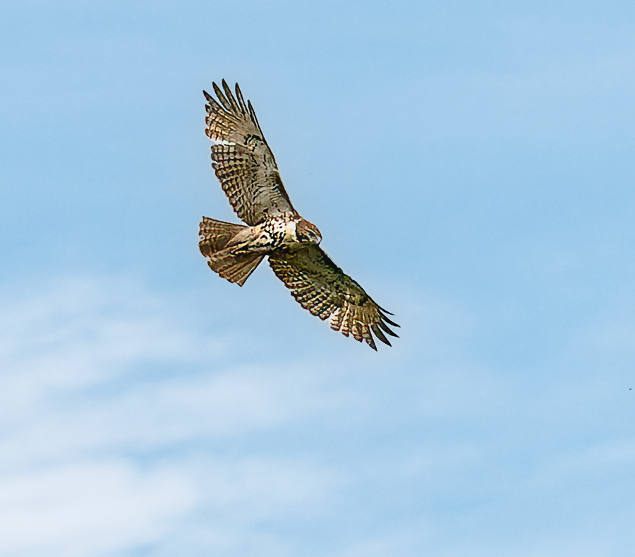Red-tailed Hawk - ML619413935