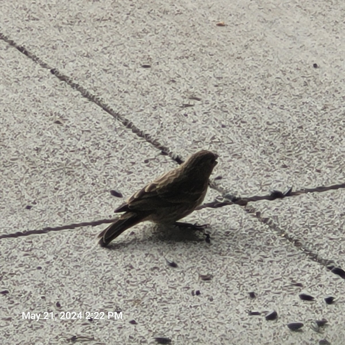 House Finch - Anonymous