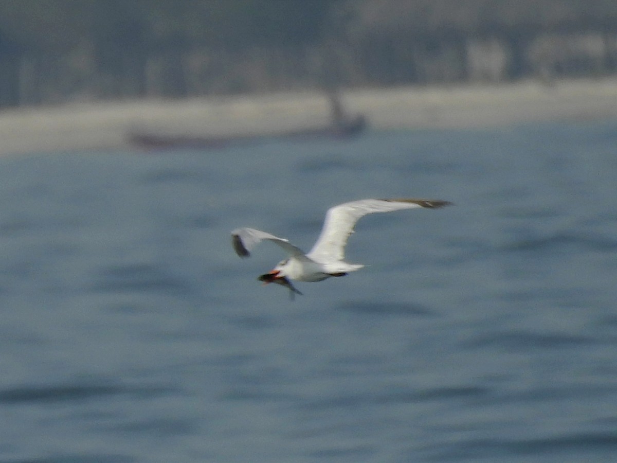 Royal Tern - Jhon Carlos Andres Rivera Higuera