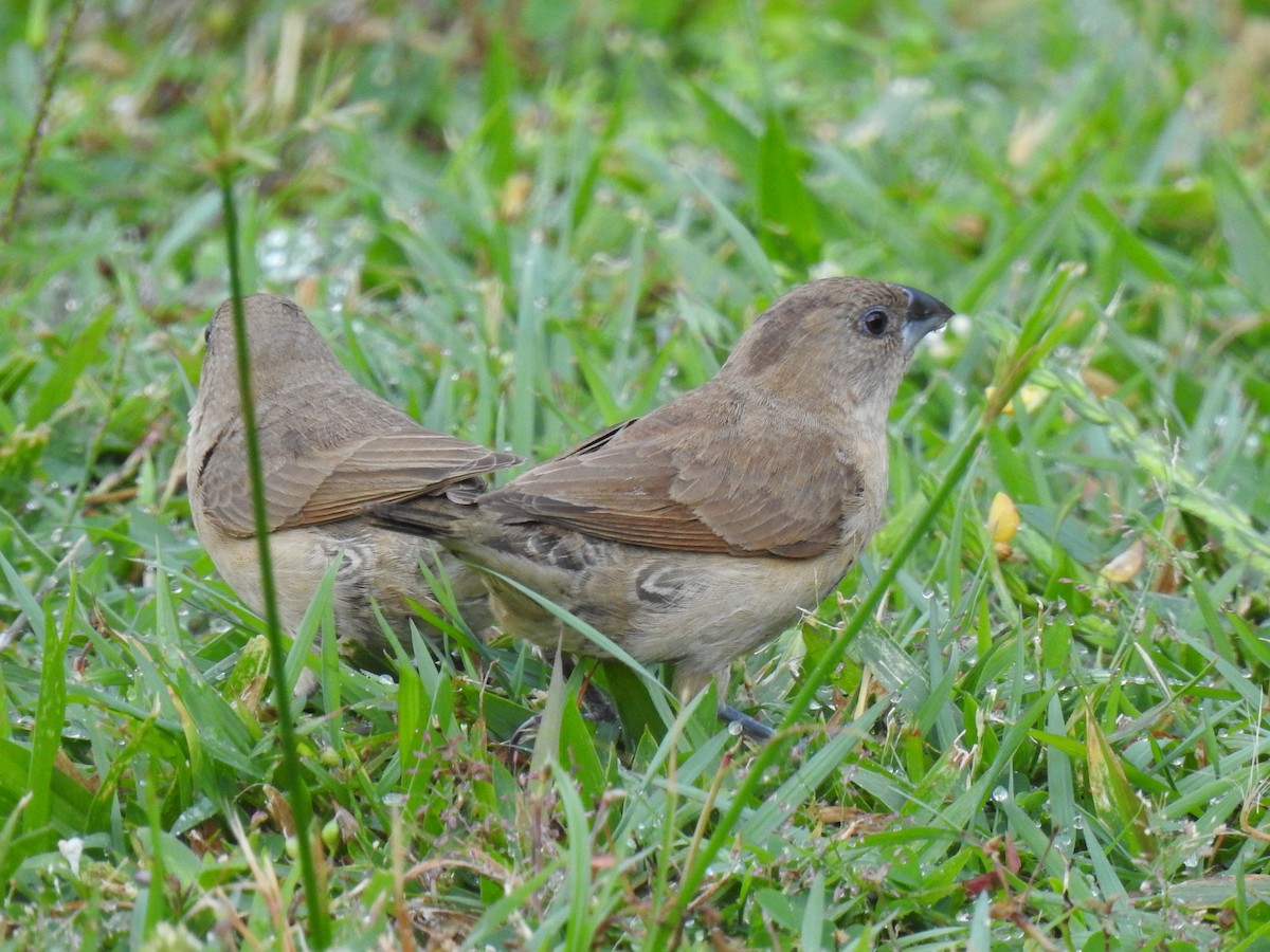 Scaly-breasted Munia - Monica Mesch