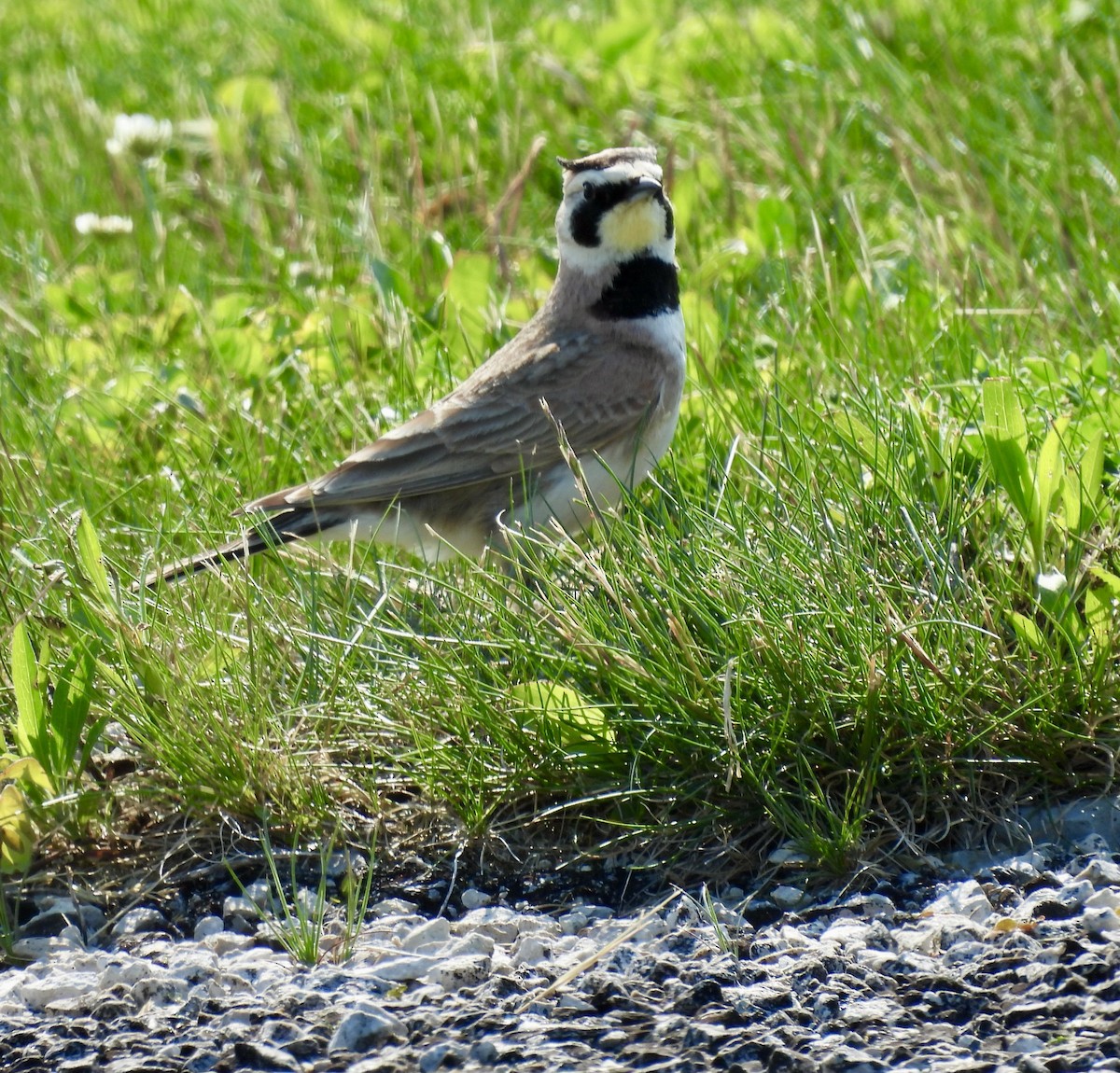 Horned Lark - Kathy Rigling