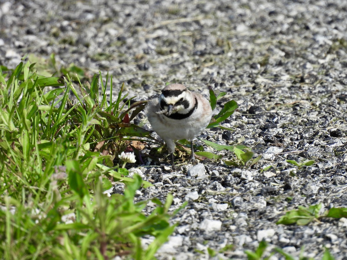 Horned Lark - Kathy Rigling