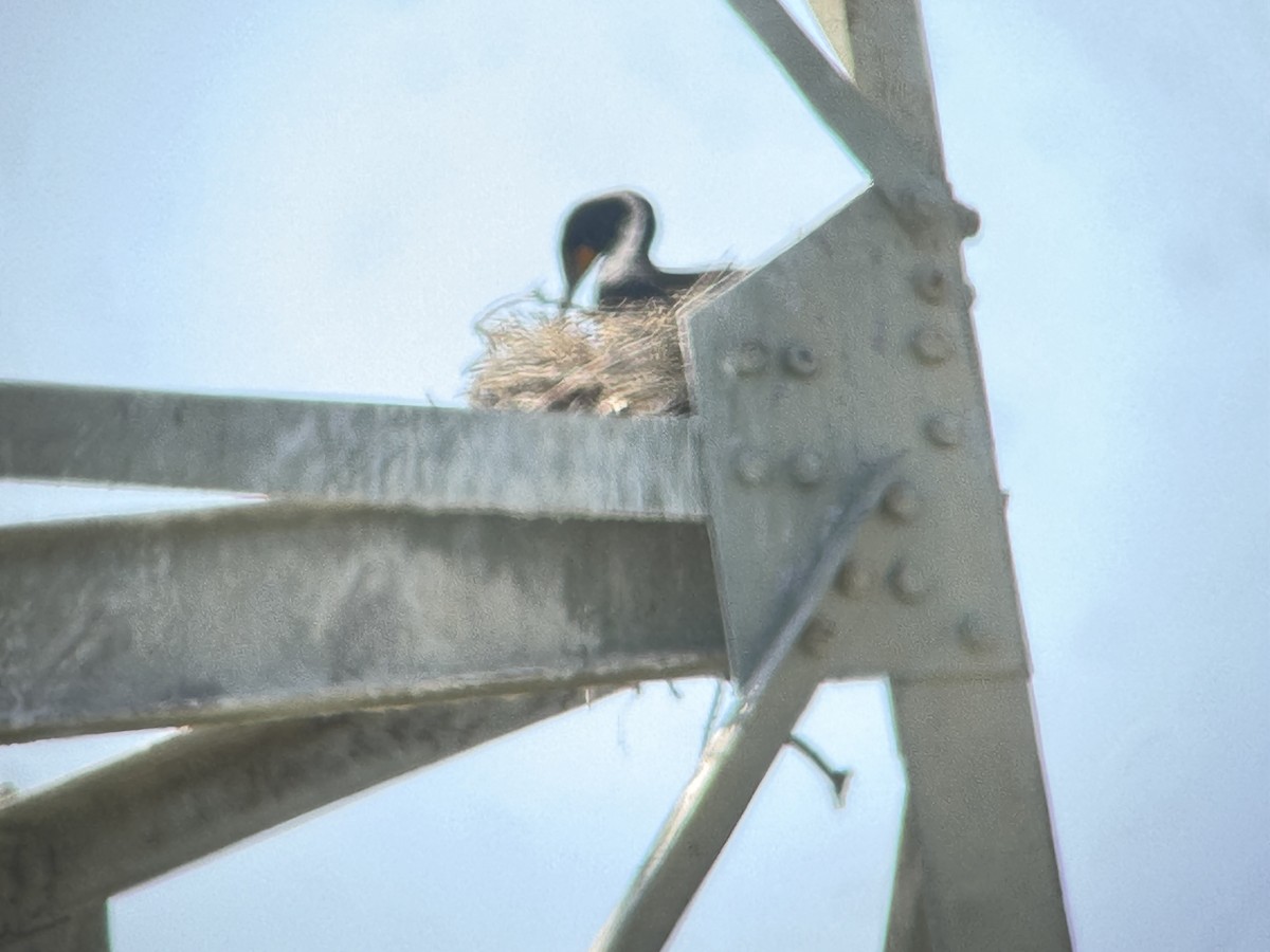 Double-crested Cormorant - ML619413996