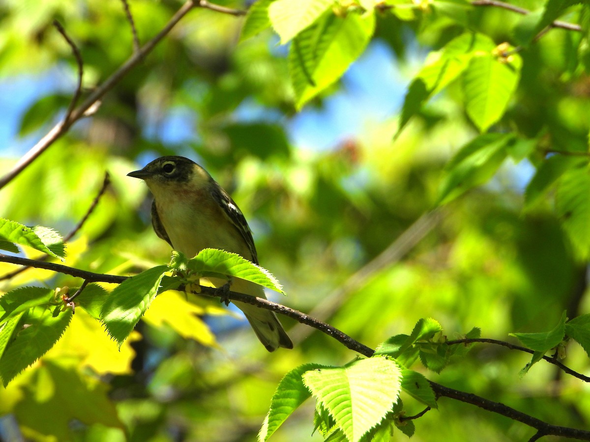 Bay-breasted Warbler - valerie pelchat