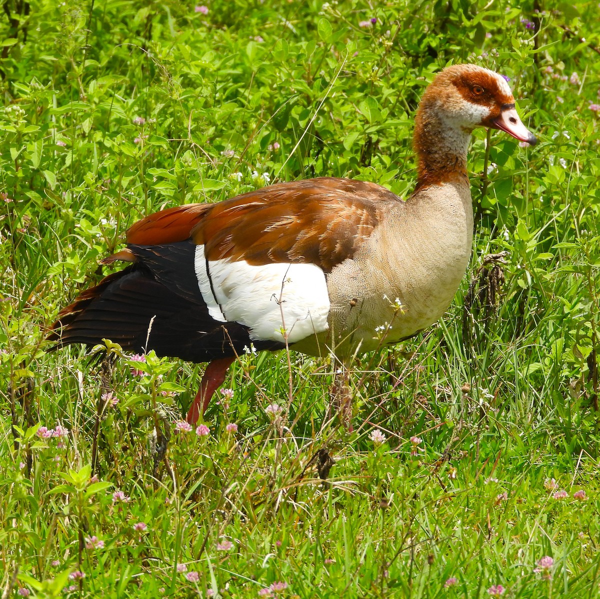 Egyptian Goose - Lynn Scarlett