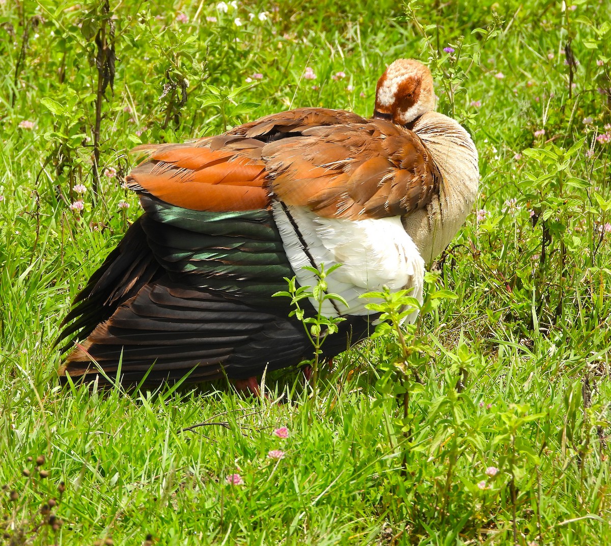 Egyptian Goose - Lynn Scarlett