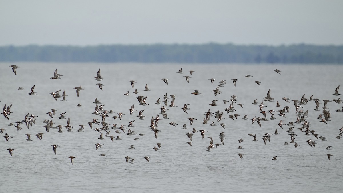 Ruddy Turnstone - Sunil Thirkannad