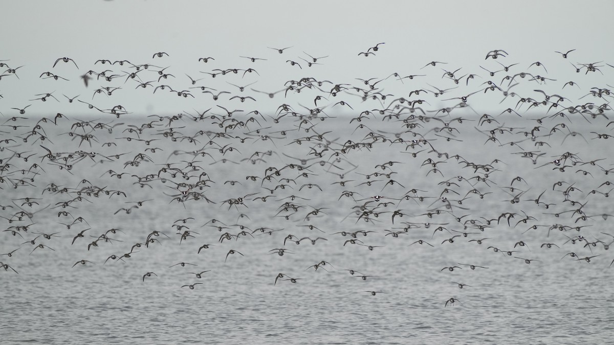 Ruddy Turnstone - Sunil Thirkannad