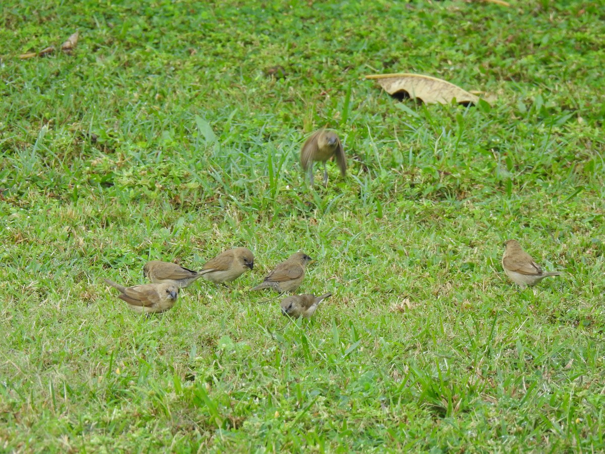 Chestnut-breasted Munia - Monica Mesch