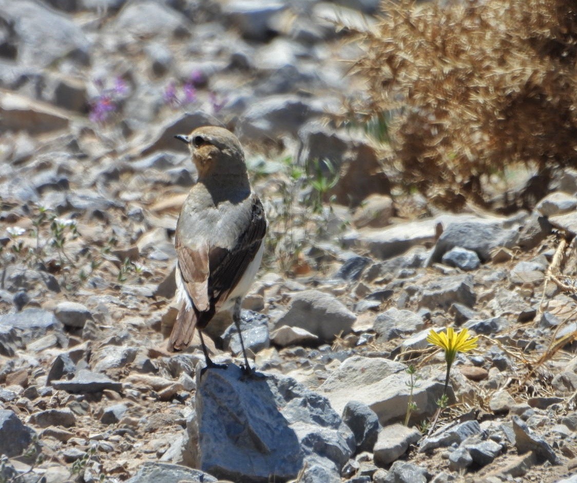 Northern Wheatear - Antonio Villegas Santaella