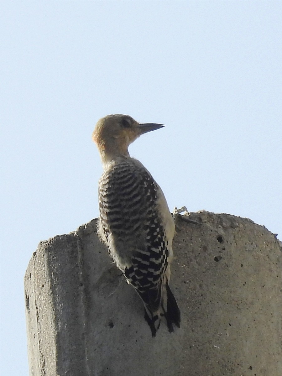 Red-crowned Woodpecker - Jhon Carlos Andres Rivera Higuera