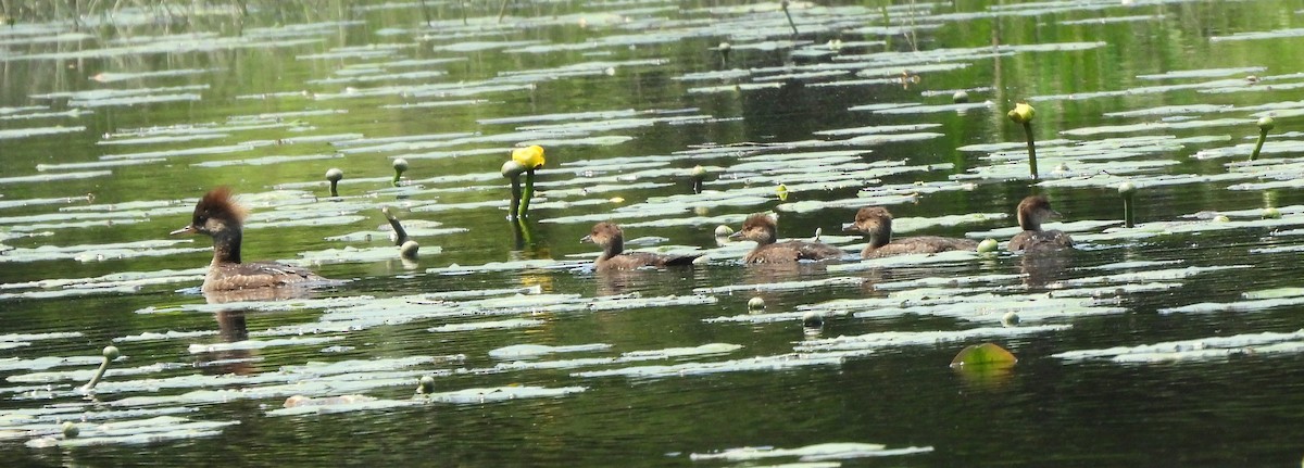 Hooded Merganser - Debbie Bishop