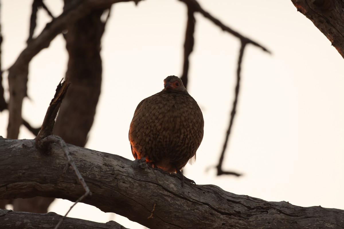 Red-billed Spurfowl - ML619414063