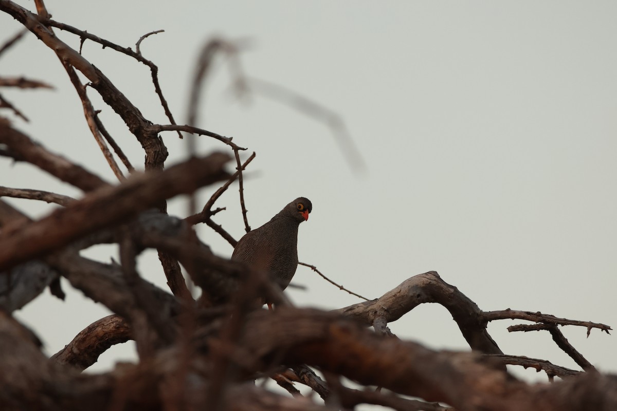 Red-billed Spurfowl - Ada Alden