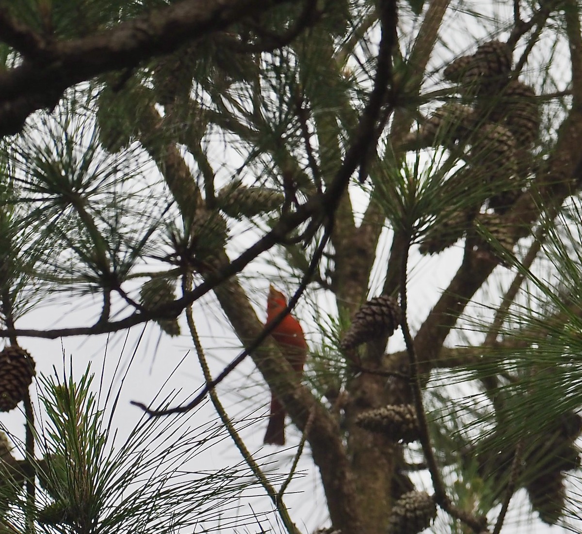 Summer Tanager - Susan Kirk